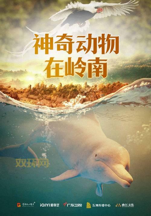 万能集成显卡驱动：涵盖多种型号，轻松适配你的电脑