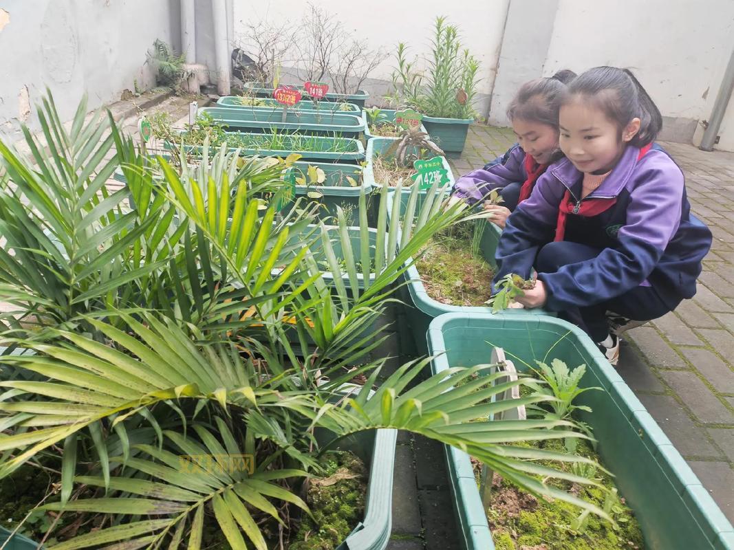 教你省钱买花圃？花圃种植技巧大揭秘