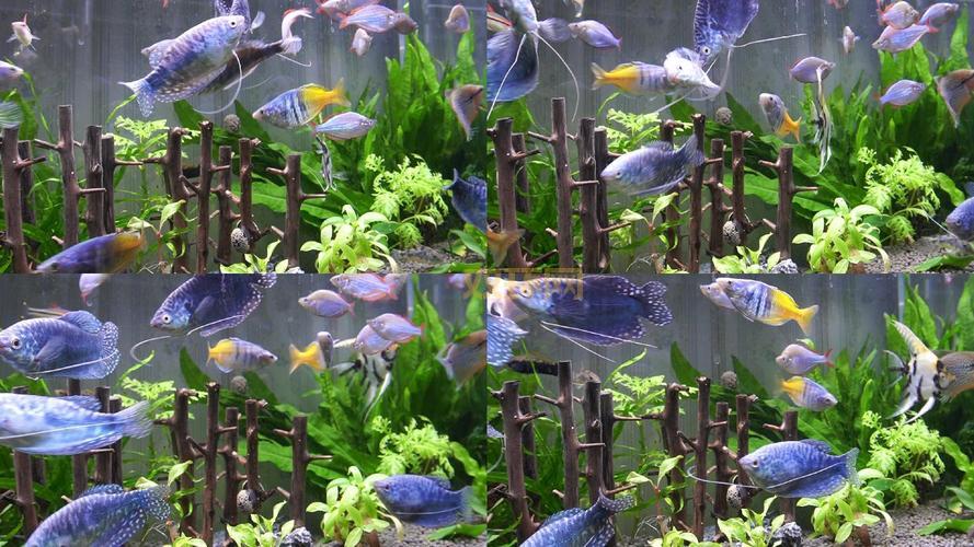 热带鱼屏保推荐？让电脑屏幕变水族箱