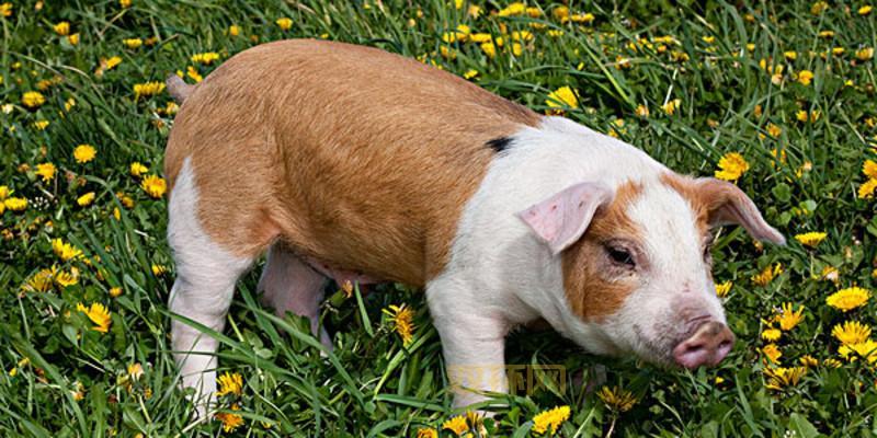 御龙在天偷猪技巧：花猪刷新时间、地点、偷猪攻略！