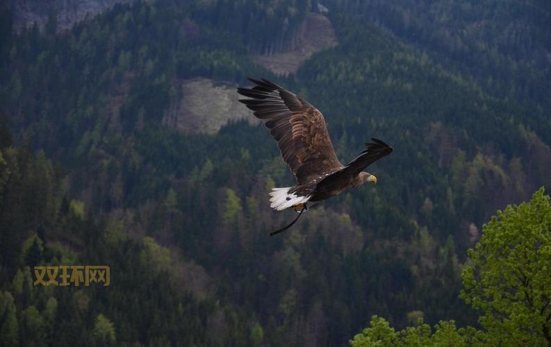 太平洋英雄中文版攻略：掌握技巧，成为空中霸主！