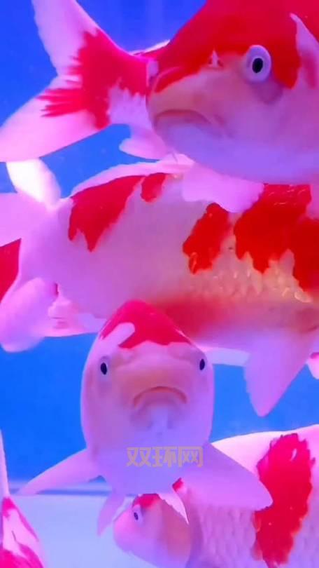 天刀手游锦鲤先人秘藏奇遇触发条件：紫色锦鲤奇遇攻略