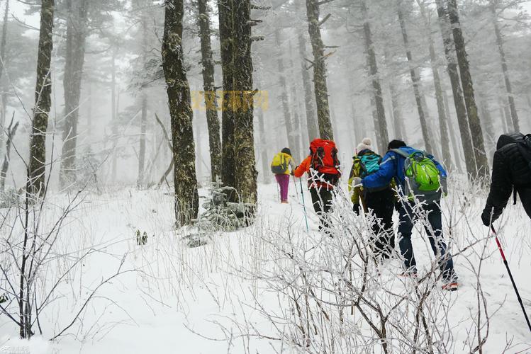 密林游侠：探险者的天堂，感受原始森林的魅力