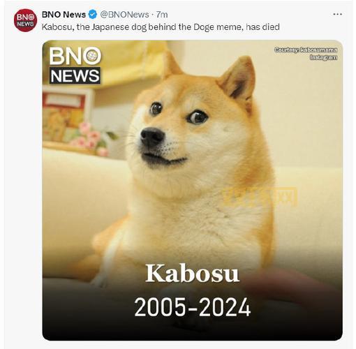 DOGE表情包原型柴犬卡波苏因白血病和肝病去世