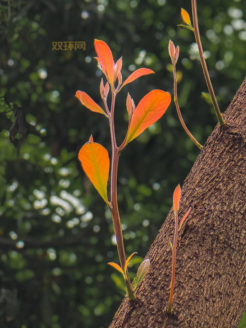 Botanicula攻略：完整通关技巧与隐藏成就解锁指南