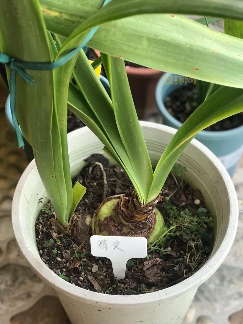 Botanicula攻略：完整通关技巧与隐藏成就解锁指南