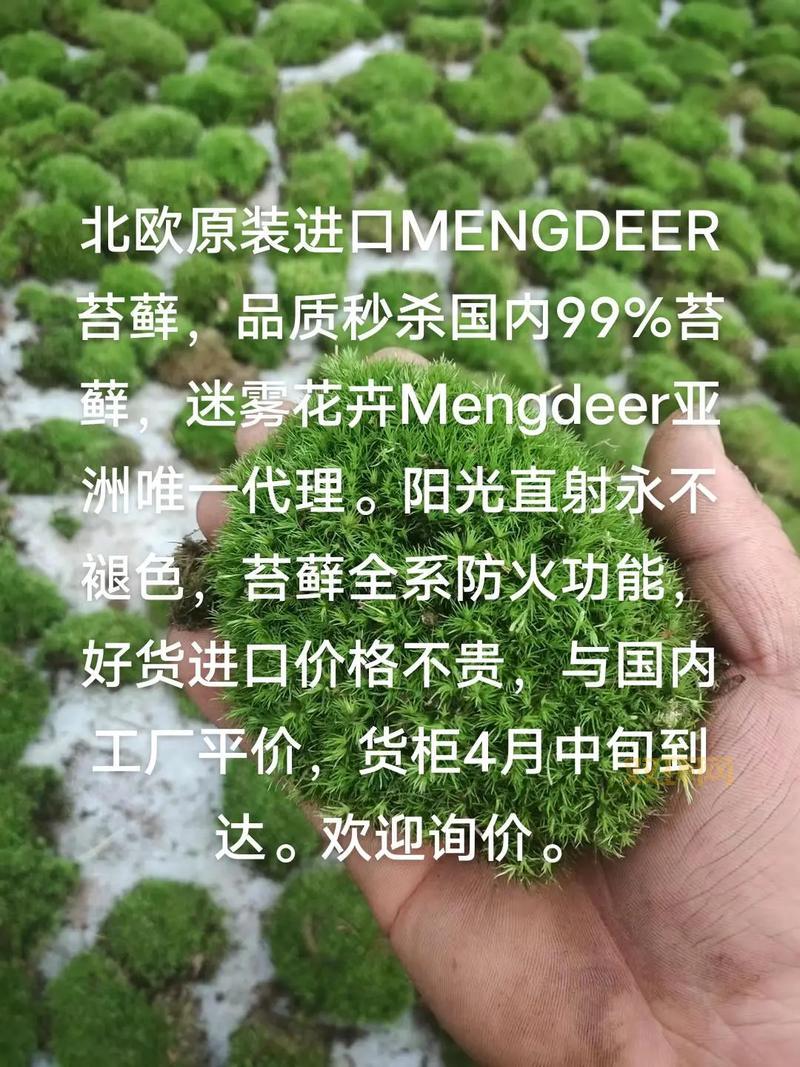 Botanicula攻略：完整通关技巧与隐藏成就解锁指南