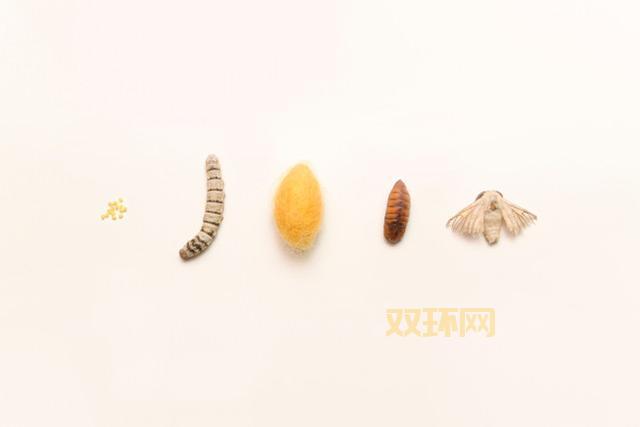 丝绸的生产原料是啥？了解蚕丝的种类与特点