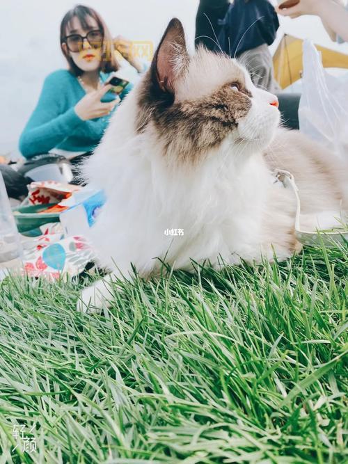 完美动物深度解析：科学视角下猫咪的魅力与完美