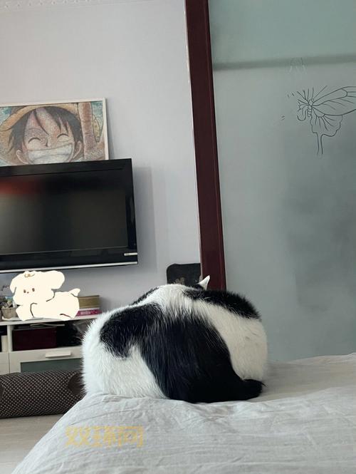 完美动物深度解析：科学视角下猫咪的魅力与完美