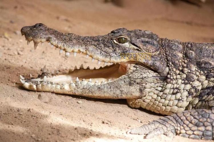 2021鳄鱼出装新套路，肉装鳄鱼也能打出爆炸输出！