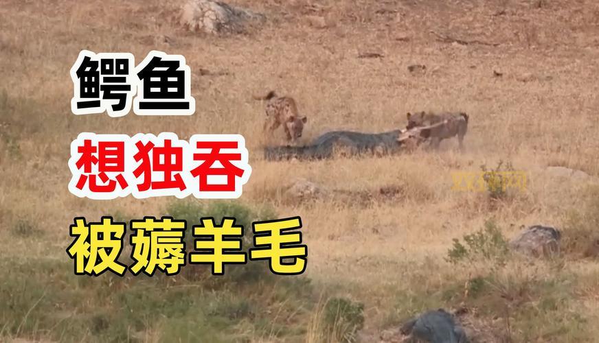 2021鳄鱼出装新套路，肉装鳄鱼也能打出爆炸输出！