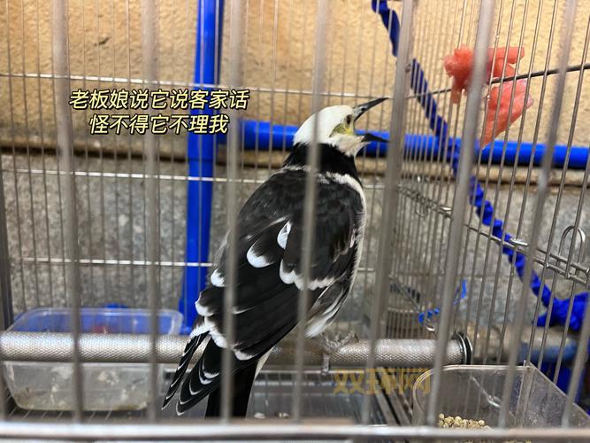 2021鳄鱼出装新套路，肉装鳄鱼也能打出爆炸输出！