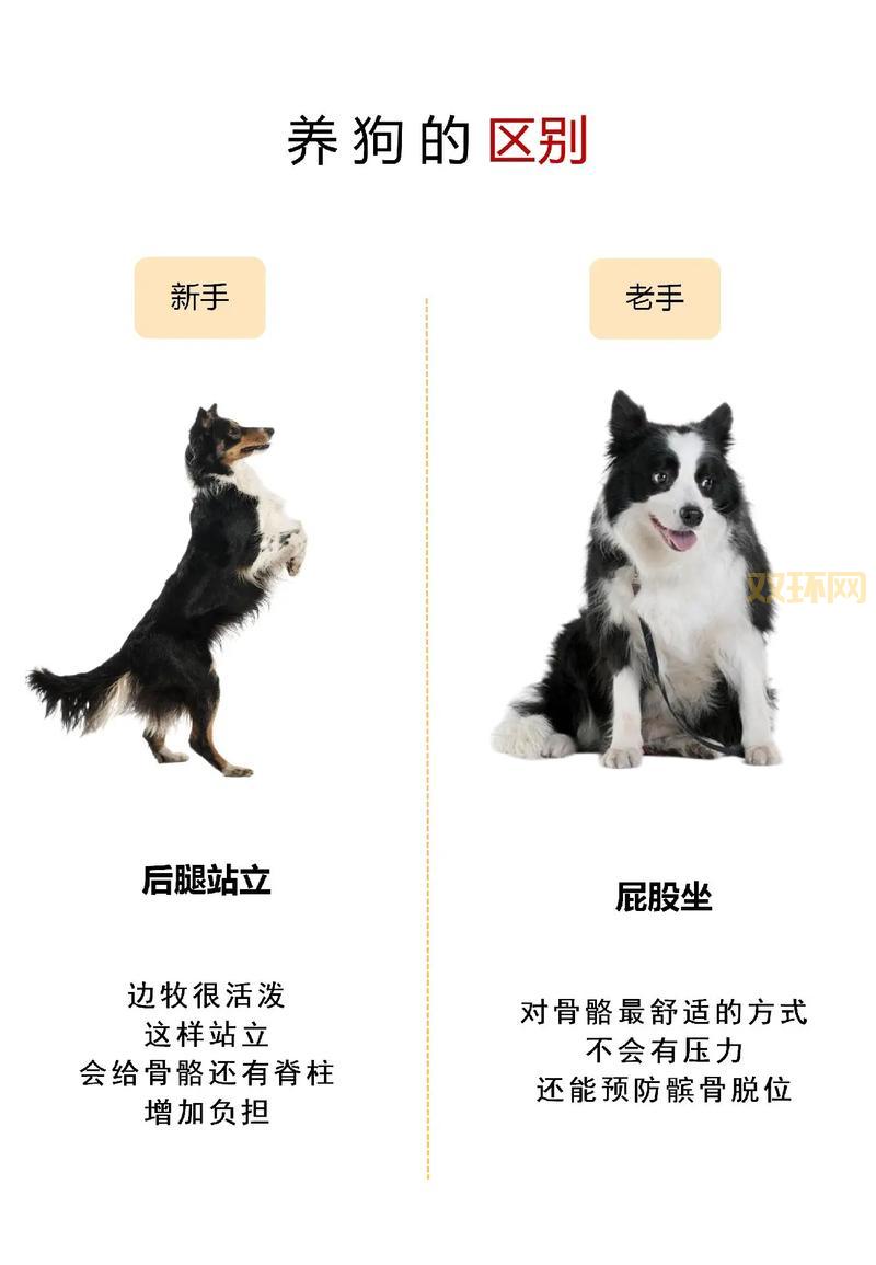 剑姬符文加点攻略，新手老手都适用的终极秘籍！