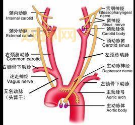 人体大动脉分布图解：主动脉、颈动脉等位置分析