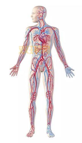 人体大动脉分布图解：主动脉、颈动脉等位置分析