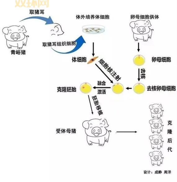克隆羊多利背后的故事：改变世界的生物科技创新
