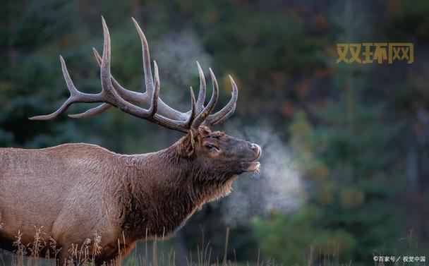 四不像究竟是什么动物？详解麋鹿等珍稀物种的奇特外貌