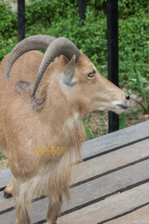 四不像究竟是什么动物？详解麋鹿等珍稀物种的奇特外貌