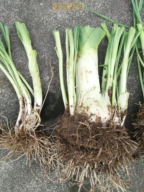 生苗和熟苗有何不同？带你探究两种苗族群体的独特风貌