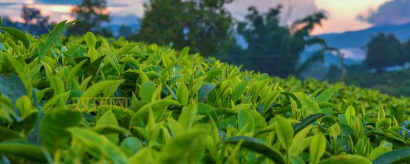 生苗和熟苗有何不同？带你探究两种苗族群体的独特风貌