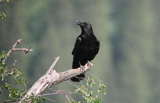 乌鸦的悲鸣：探寻恐怖鸟叫声背后的神秘含义