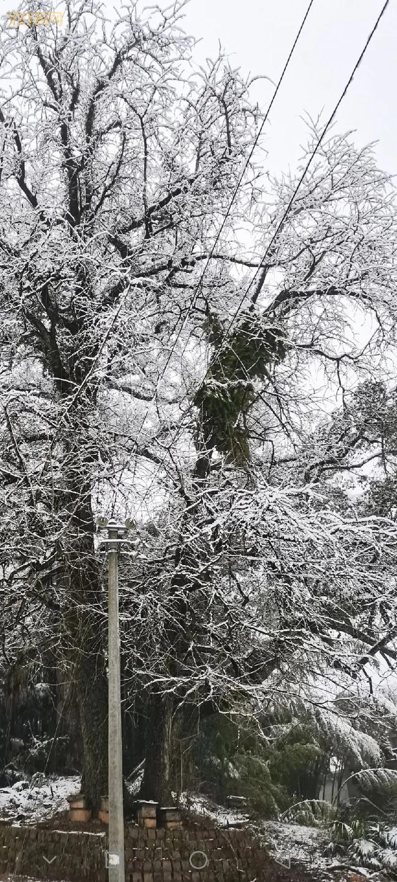 诛仙星泪详解：探索星泪坐标与珍宝获取攻略