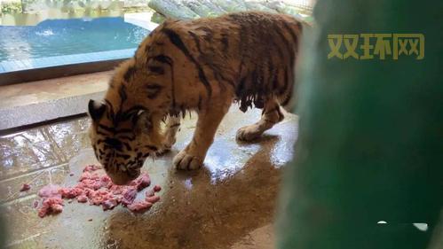 动物园回应“老虎骨瘦如柴”事件：原因揭秘