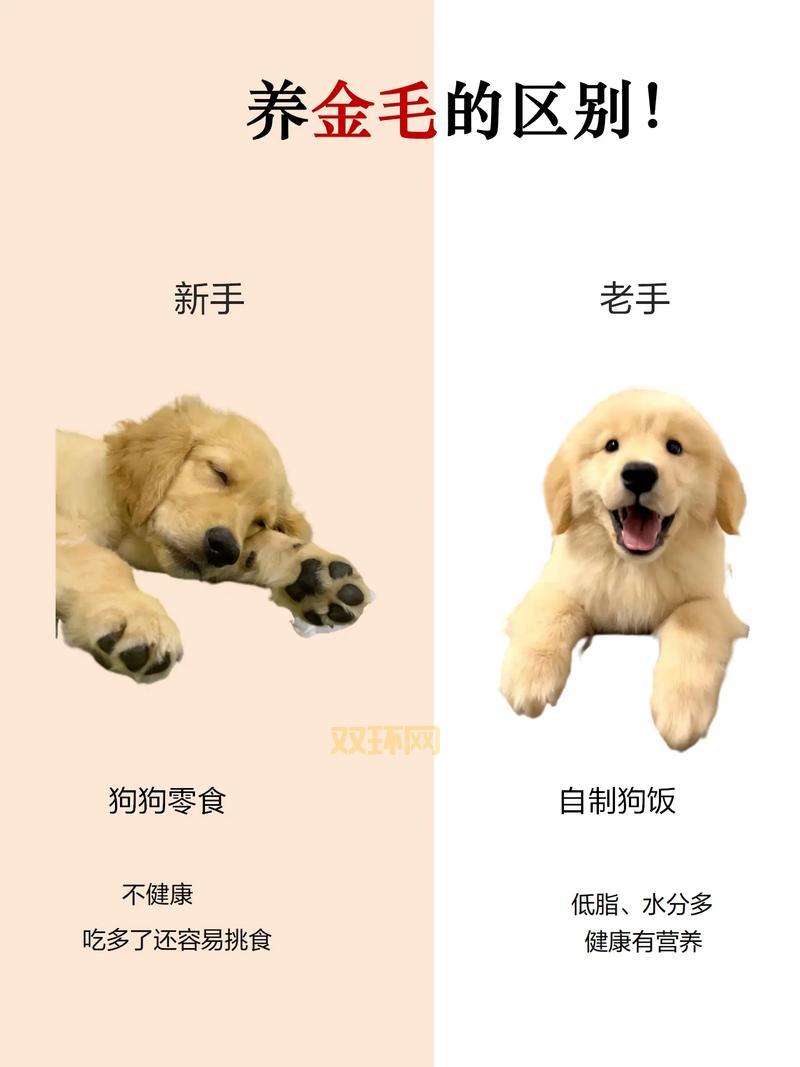 火炬之光2秘籍怎么用？新手老手必备攻略在此！