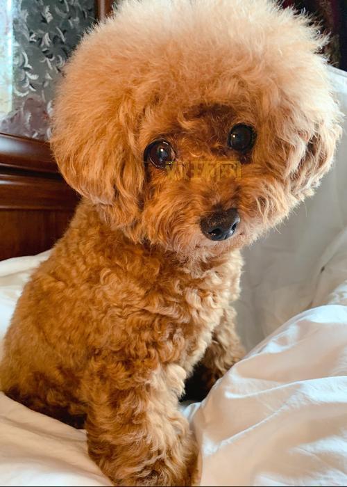 丝袜会所揭秘：一场充满诱惑与危险的秘密故事