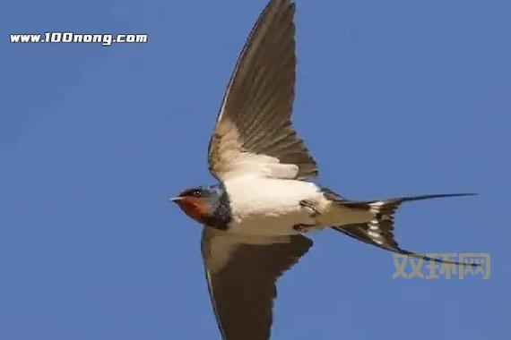 皮燕子梗的由来及其在网络中的流行文化