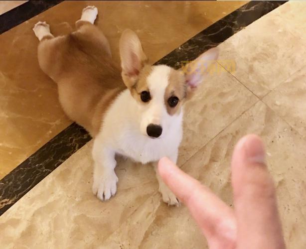 格洛米：经典动画角色背后的故事与魅力