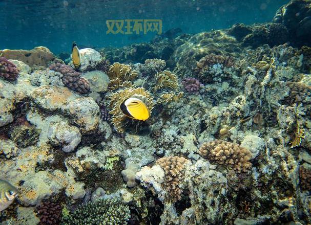 海洋生态系统揭秘：我国不包括的类型是池塘