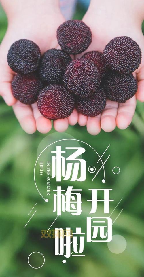 熟吧是什么意思？揭开这个词背后的深层含义