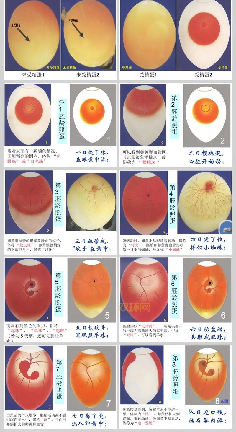 巧孵五彩蛋的方法有哪些？这几种方法简单易学！