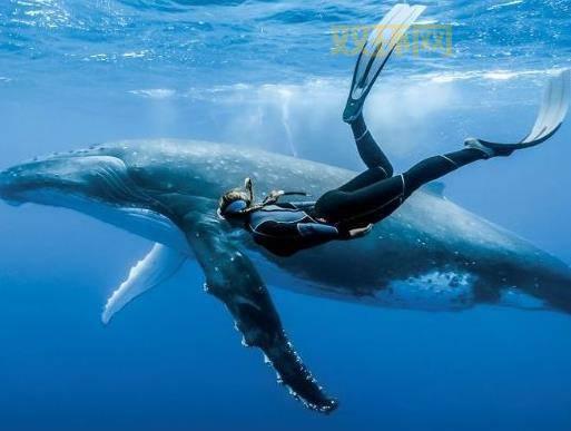 画笔海岭有什么特别之处？潜水爱好者必看！