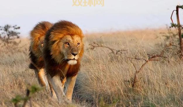 狮群中负责狩猎的是谁？答案是雌狮们负责养家糊口。