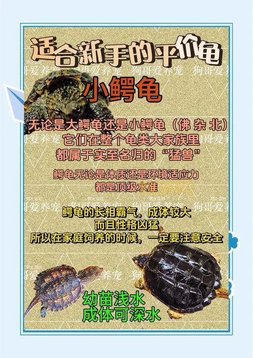 克雷泽的龟甲属性好不好？全面分析它的实用价值！