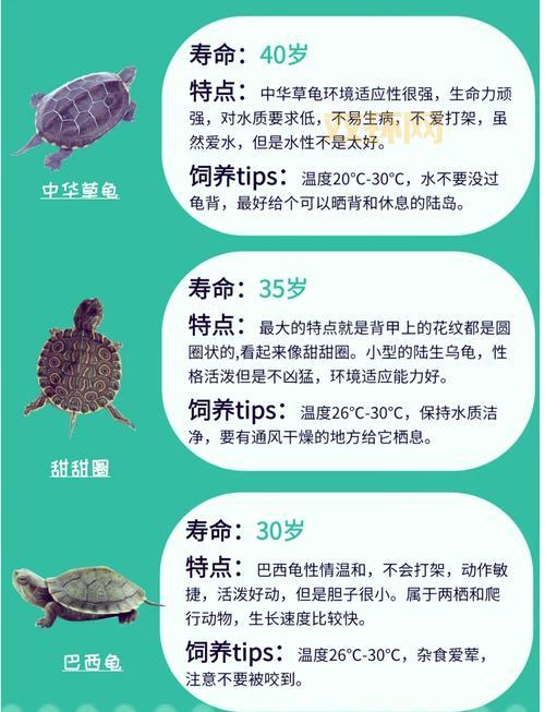 克雷泽的龟甲属性好不好？全面分析它的实用价值！