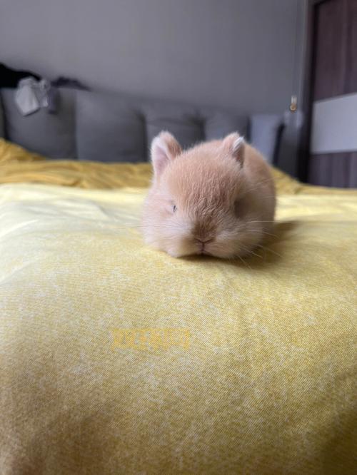 小米盒子兔子桌面好用吗？简单几步教你设置！