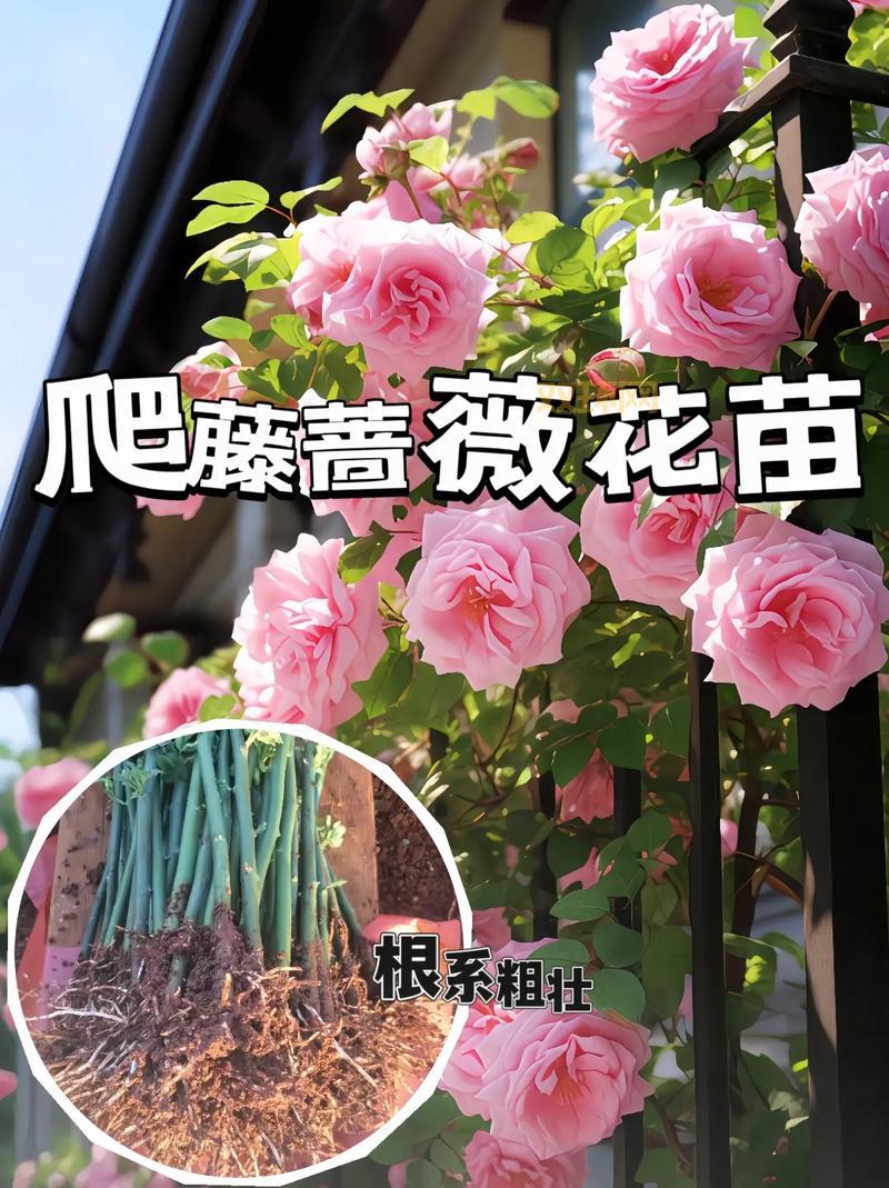 不夜蔷薇真的好看吗？听听大家怎么说！