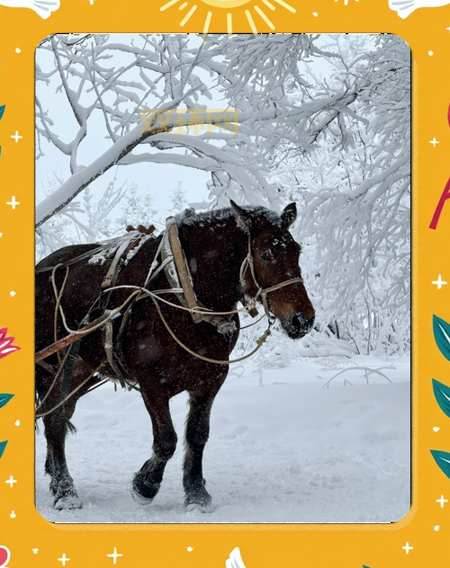 圣诞雪花精灵和驯鹿精灵在哪可以遇到？分享几个小技巧！