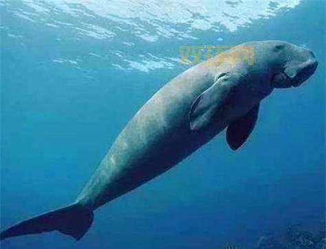 人鱼兽是真的吗？专家揭秘这种神秘生物的真相！