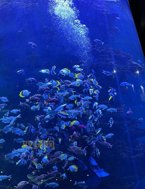 怎么去海底需要什么条件？不是所有人都能去要注意！