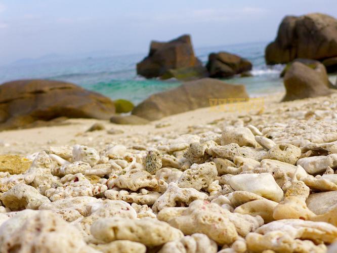 哪里能买到好看的五彩珊瑚碎片？这几个地方值得看看。