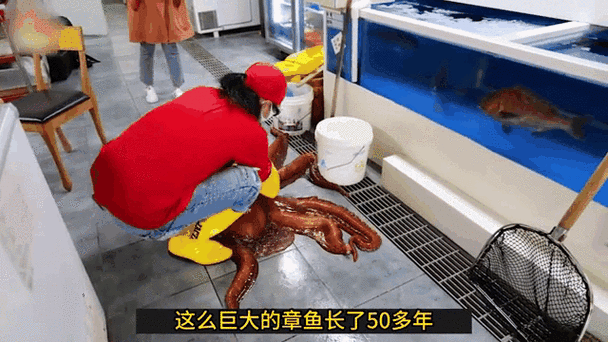 巨型黑章鱼的触须吓人吗？潜水员亲身经历分享！