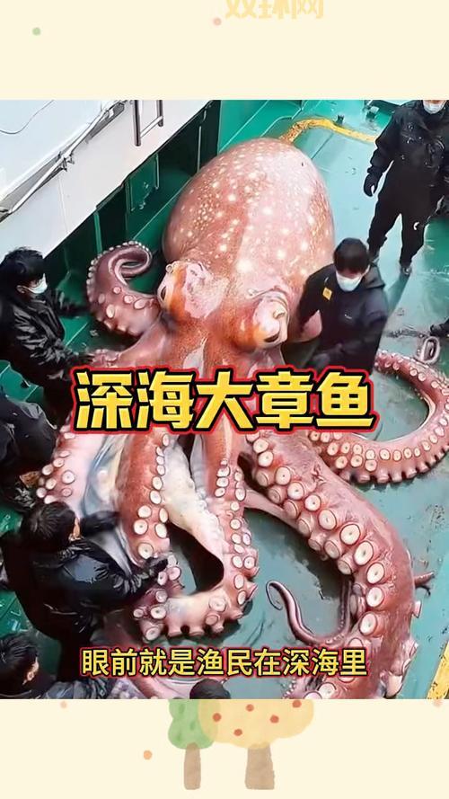 巨型黑章鱼的触须吓人吗？潜水员亲身经历分享！