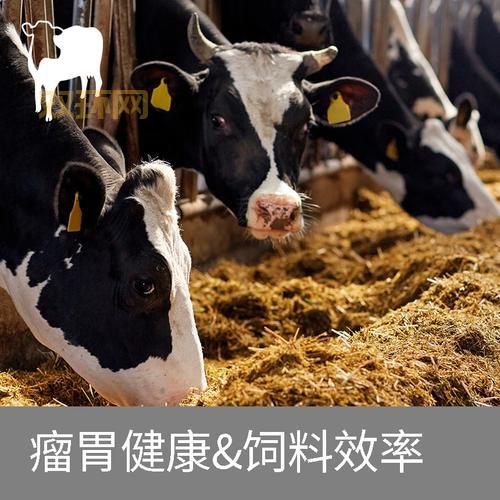 奶牛APP福引导网站打不开怎么办？试试这几个办法！