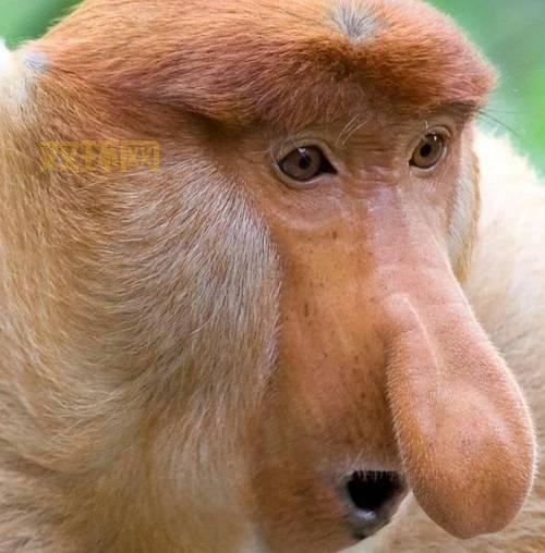 动物瞳孔长方形有什么特别作用？原来能帮助它们看得更宽广！