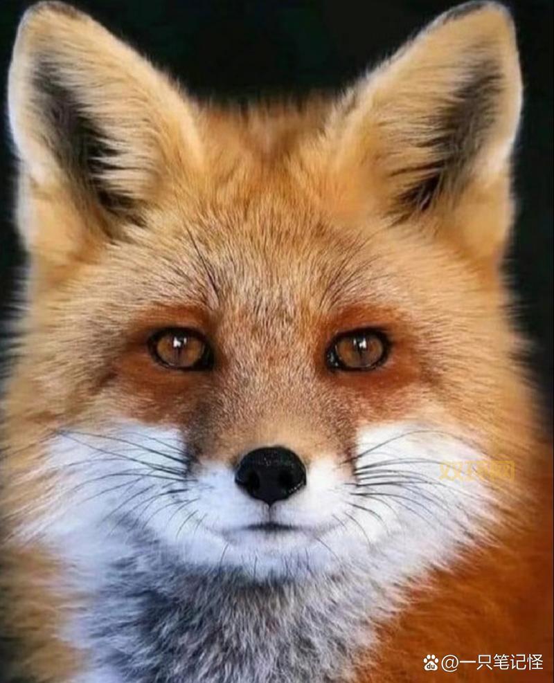 动物瞳孔长方形有什么特别作用？原来能帮助它们看得更宽广！